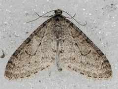 Trichopteryx carpinata