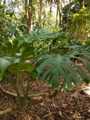 Monstera deliciosa
