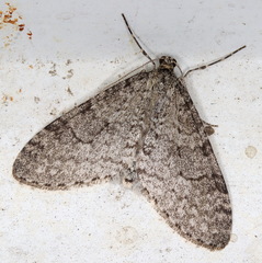 Trichopteryx carpinata