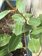 Mandevilla splendens