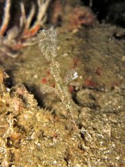 Solenostomus cyanopterus