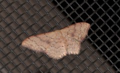 Idaea halmaea