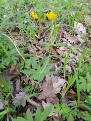Ranunculus cassubicus