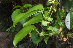 Smilax ocreata