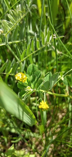 Black Medick