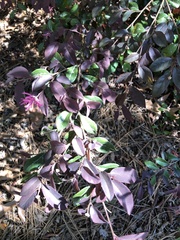 Loropetalum