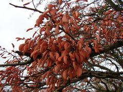Erythrina mulungu