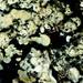 Crater Lichens - Photo (c) Ed Uebel, some rights reserved (CC BY-SA)