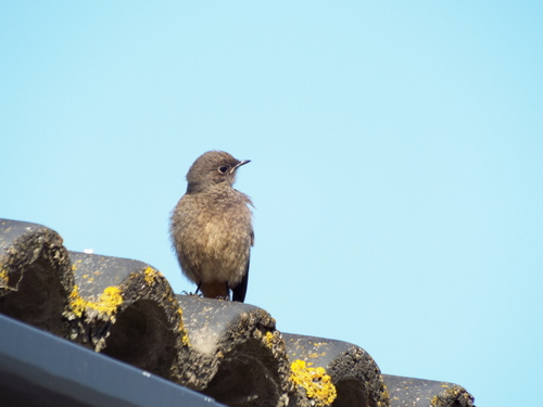 Black Redstart