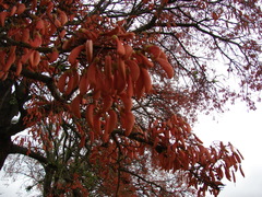 Erythrina mulungu