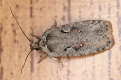 Agonopterix ocellana