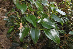 Smilax ocreata