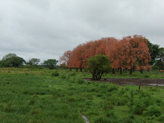 Erythrina mulungu
