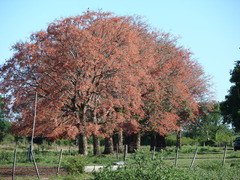 Erythrina mulungu