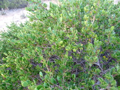 Dodonaea bursariifolia
