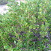 Dodonaea bursariifolia - Photo (c) Ralph Foster, algunos derechos reservados (CC BY-NC), subido por Ralph Foster
