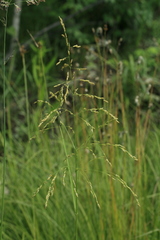 Glyceria arundinacea
