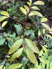 Cinnamomum subavenium