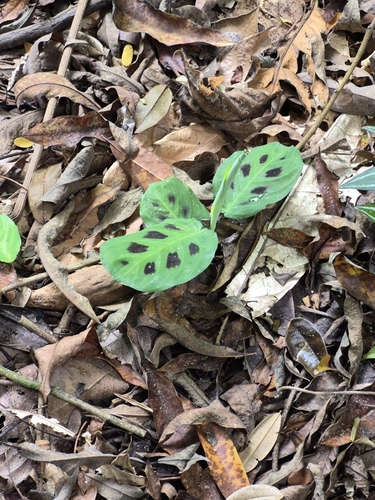 Maranta leuconeura