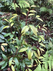 Cinnamomum subavenium