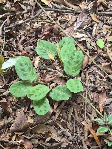 Maranta leuconeura