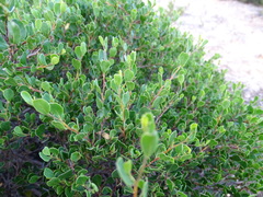 Dodonaea bursariifolia