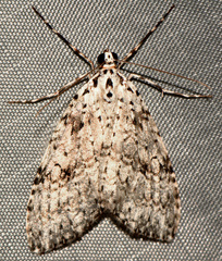 Graphidipus puncticulata