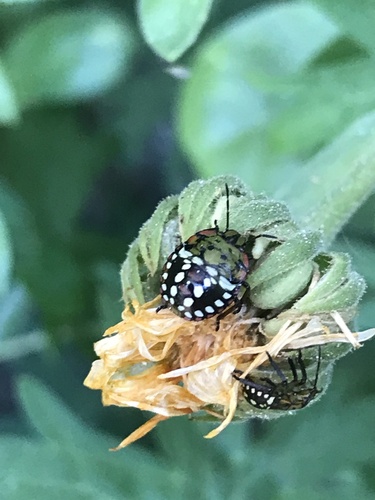Southern Green Stink Bug