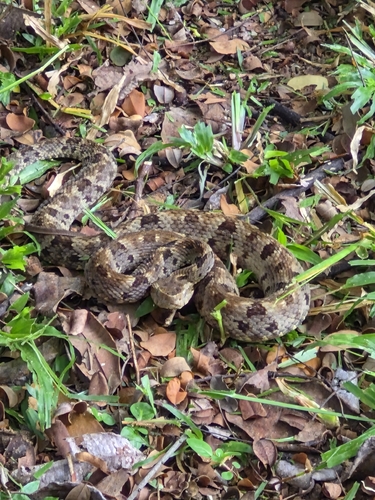 Whitetail Lancehead, Bothrops leucurus