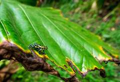 Ranitomeya variabilis