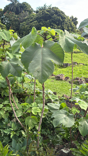 Broussonetia papyrifera observed 2026-04-18