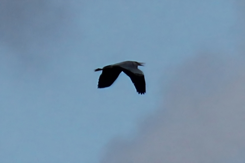 Grey Heron