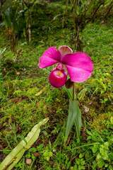 Phragmipedium kovachii