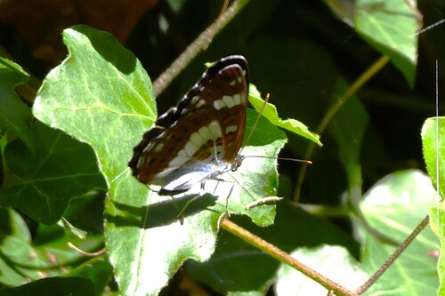 Eurasian White Admiral