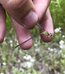 Chalcolestes parvidens