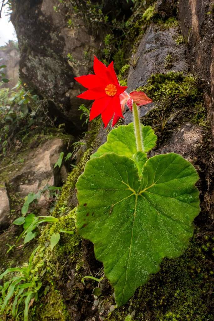 Begonia family