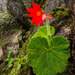 Begoniaceae - Photo (c) Josh Allen,  זכויות יוצרים חלקיות (CC BY-NC), הועלה על ידי Josh Allen
