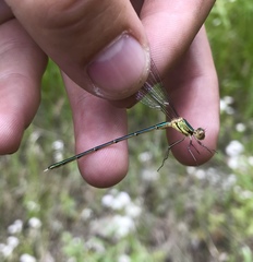Chalcolestes parvidens