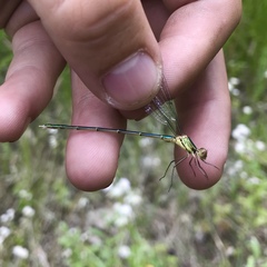 Chalcolestes parvidens