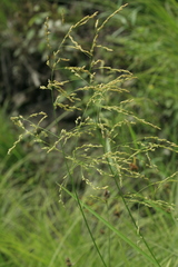 Glyceria arundinacea