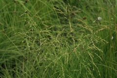 Glyceria arundinacea