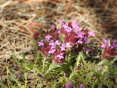 Thymus lotocephalus