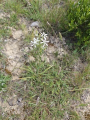 Ornithogalum narbonense, photograph (c) anasacuta, some rights reserved (CC BY)