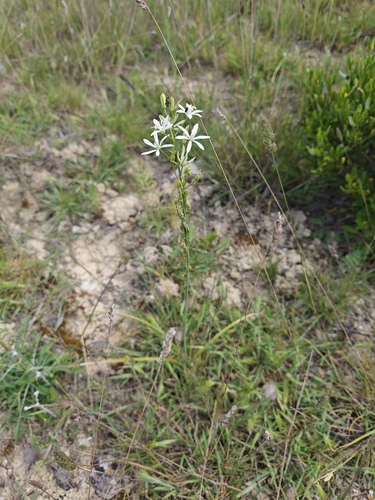 Ornithogalum narbonense, photograph 3