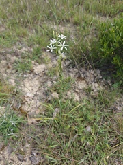 Ornithogalum narbonense, photograph (c) anasacuta, some rights reserved (CC BY)