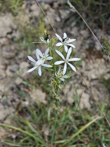 Ornithogalum narbonense, photograph 2