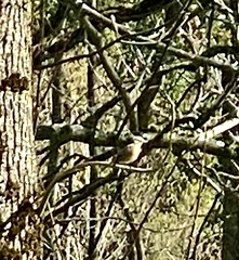 Phoenicurus phoenicurus