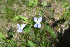 Viola canina