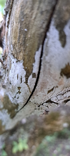 Weißer Holunderrindenpilz