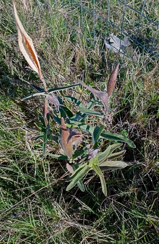 Oxypetalum solanoides